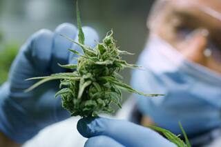 Nueva ley en Illinois habilita el uso de marihuana medicinal para estas cuatro nuevas condiciones