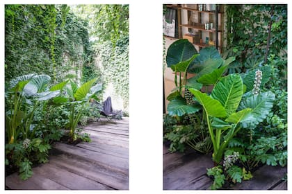 Canteros contra la medianera. En primer plano, las grandes hojas de la Alocasia odora.