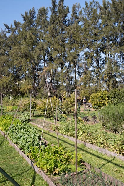 Canteros elevados delimitados con madera suman diseño al conjunto