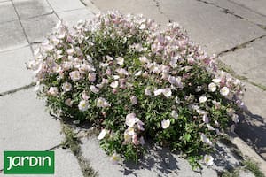 Las plantas que crean refugios de vida y abren una nueva forma de pensar el paisaje