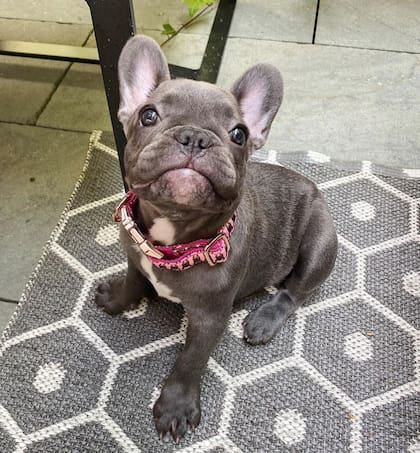 Capri, la mascota del Kun Agüero y su novia. Crédito: Instagram