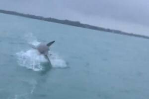 Captó en video a un enorme tiburón blanco saltando sobre el agua