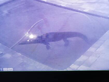 Captura de las cámaras de seguridad en donde se ve al cocodrilo flotando en la pileta (Wild Heart Wildlife Foundation)