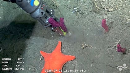 Captura de pantalla tomada de un video proporcionado por el Schmidt Ocean Institute y grabado por el ROV SuBastian, mientras era operado desde el buque de investigación oceanográfica RV Falkor