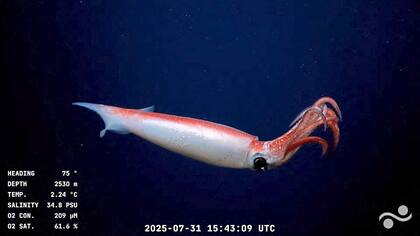 Captura de pantalla tomada de un video de distribución pública difundido por el Schmidt Ocean Institute y grabado por el vehículo operado remotamente (ROV) SuBastian, mientras era controlado desde el buque de investigación oceanográfica RV Falkor