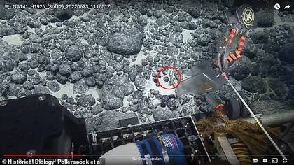 Captura del vehículo que operaron los científicos para encontrar el diente del megalodón