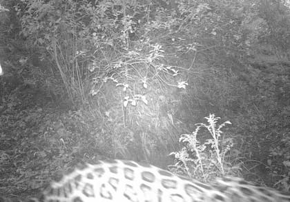Captura mediante trampa cámara de un elusivos jaguar de altura en un matorral de montaña en Argentina.