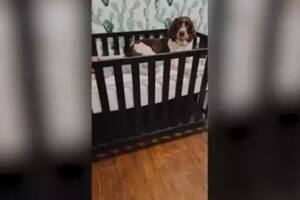 La tierna reacción de un perro para consolar a un bebé que llora