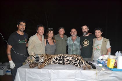Capturaron a un yaguareté con el fin de aplicarle un collar de monitoreo y conocer más de su vida en las áreas protegidas de Misiones