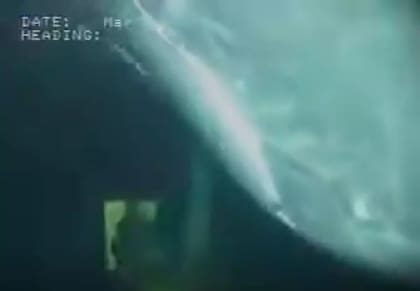 Capturas de la ballena que apareció en las profundidades del mar