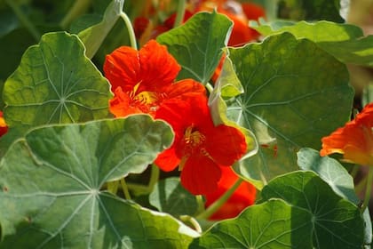 Capuchina