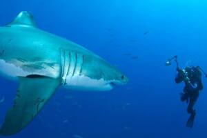 El fotógrafo que se sumerge cara a cara con tiburones y desafía a la muerte