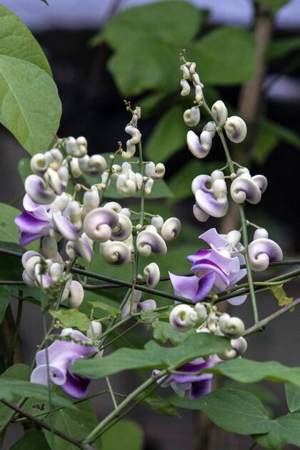 Caracolillo o caracol es una nativa con una flor muy particular que crece vertiginosamente en zonas sin heladas