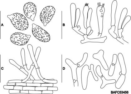 Caracteres microscópicos de Cercopemyces messii