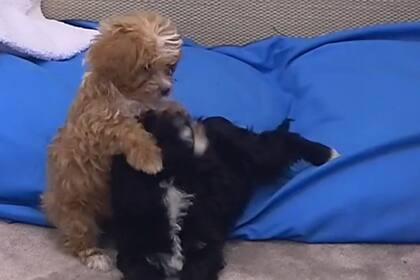 Caramelo y Mora ingresaron a la casa de GH (Captura video)