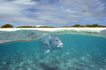 Caranx ignobilis patrullando las aguas poco profundas de una laguna en un atolón del Océano Índico en busca de comida