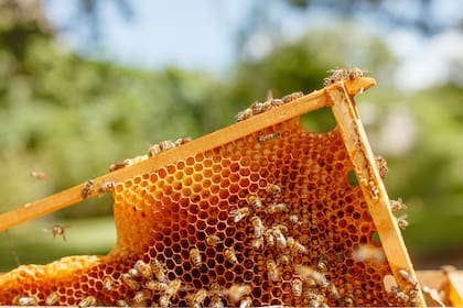 Carbap alertó que el nuevo trámite afectará tiempos, costos y logística de producción