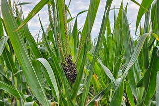 Cuidar lo que se tiene: el consejo lote a lote para el último tramo de la campaña