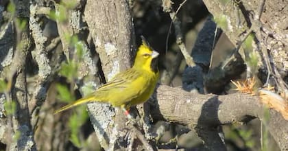 Cardenal amarillo