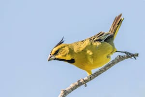 Cuáles son las 10 aves argentinas más buscadas