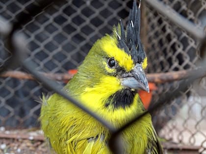 Cardenal amarillo, en peligro de extinción
