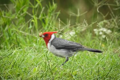 Cardenal común (Paroaria coronata). Como al resto de las aves, al encerrarlas, ven limitadas su capacidad de reproducción y otras tantas actividades vitales.