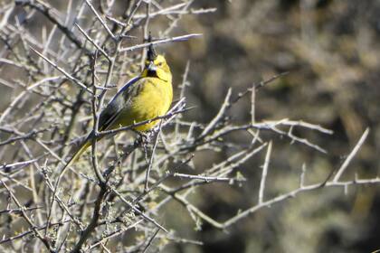 Cardenal Amarillo (Gubernatrix cristata). Está en extinción y es víctima de su utilización para la venta por su hermoso canto y colores.