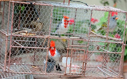 Cardenales copete rojo, enjaulados para su venta