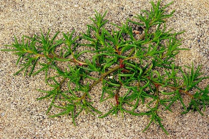 Cardo ruso en sus primeros estadios
