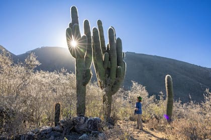 Cardón gigante en Tafí del Valle, Tucumán