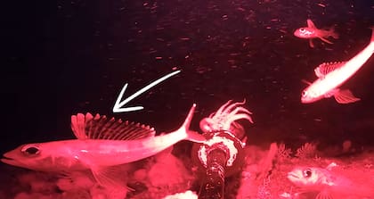 Cardumen de peces Himo presentan un comportamiento extraño con sus aletas ante otros animales