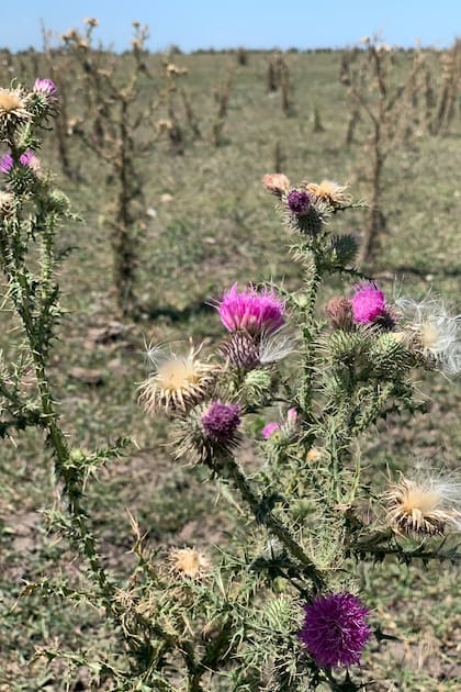 Carduus acanthoides o cardo común en la pampa bonaerense.