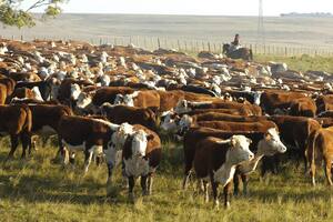 Para vacas: crean unos barbijos para reducir los gases del efecto invernadero