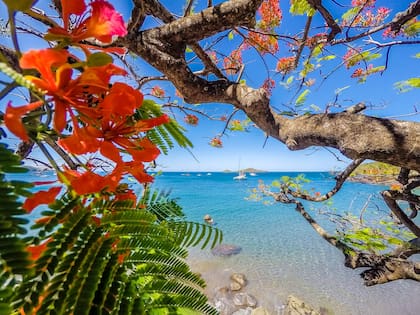 Caribe 100% en Guadeloupe.