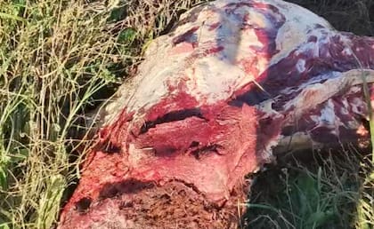 Carioli hizo la denuncia y recibió la visita de la patrulla rural: “Fueron a chequear, sacaron fotos, tomaron muestras de carne por las dudas, pero no mucho más. Siempre hay que esperar, pero todo queda en la nada”