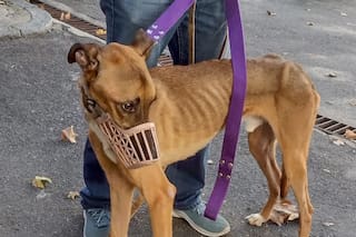 Lo rescataron de la calle y, en un hecho confuso, terminó encerrado en el Instituto Pasteur