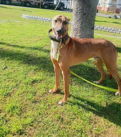 Carlitos busca una familia que lo ame para siempre.