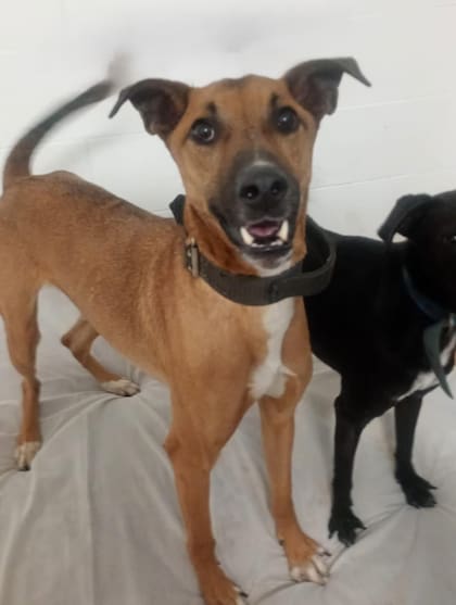 Carlitos recuperó peso y se convirtió en un perro alegre y juguetón.