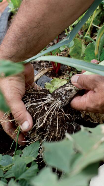 Carlos Briganti en la huerta de su terraza en Chacarita.