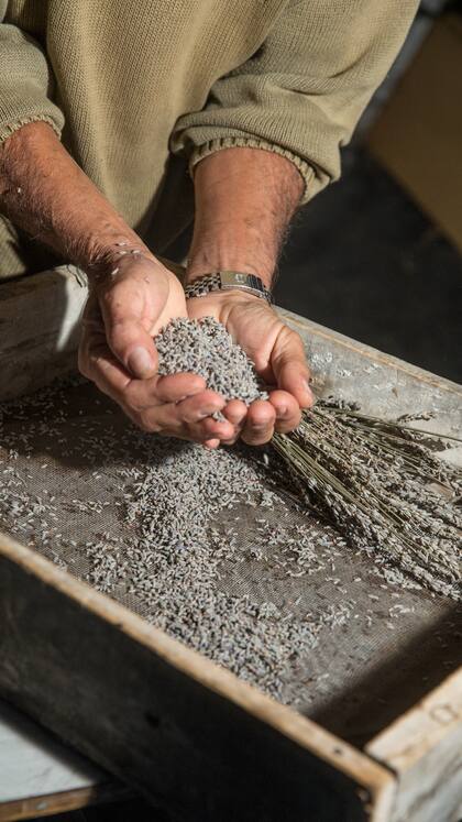 La lavanda se vende a granel o por kilo.