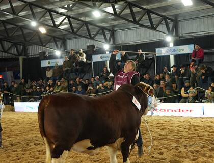 Carlos Ojea Rullán, asesor genetista de cabaña Los Orígenes: “Para nosotros llegar con estos animales, competir con esta calidad y alcanzar estos premios es algo muy importante, porque estos animales se crían en campos difíciles y eso creo que es un gran mérito”