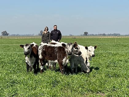 Carlos Ojea Rullán y su esposa, Valeria, con terneros de Speckle Park