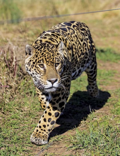 Carlos Pellegrini, por ser el primer sitio donde se desarrolló el turismo, tiene varias opciones de alojamiento y camping