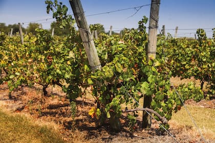 Carmelo tiene un terroir único y es la base de la renovación vitivinícola del Uruguay.