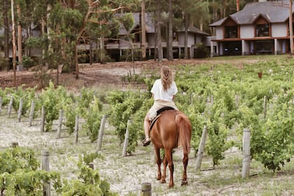 También propiedad de la familia Cantón, el Carmelo Resort & Spa está ubicado en el medio de un frondoso pinar y tiene una vid sembrada en la arena.