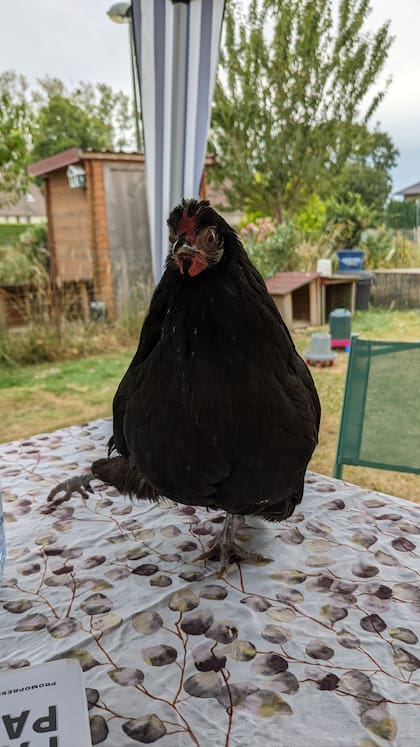 .Carolina bautizó a la gallina Paloma
