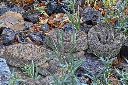 Carolina del Norte es uno de los estados donde más ataques de serpientes se dieron en lo que va de 2024