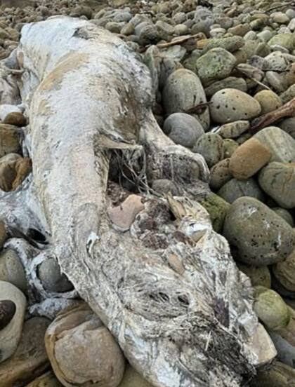 Caroline Pindar halló en la costa inglesa un cadáver que la dejó perpleja