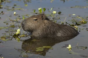 Trivia exclusiva: ¿cuánto sabés sobre el carpincho?