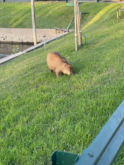 Carpinchos en Club Náutico San Isidro